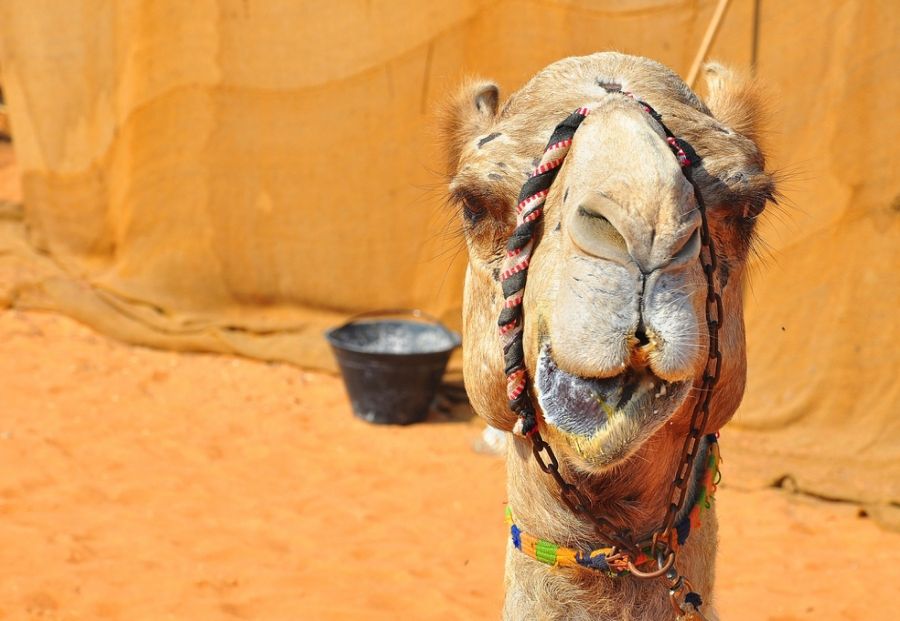 Zo voorkom je een cameltoe