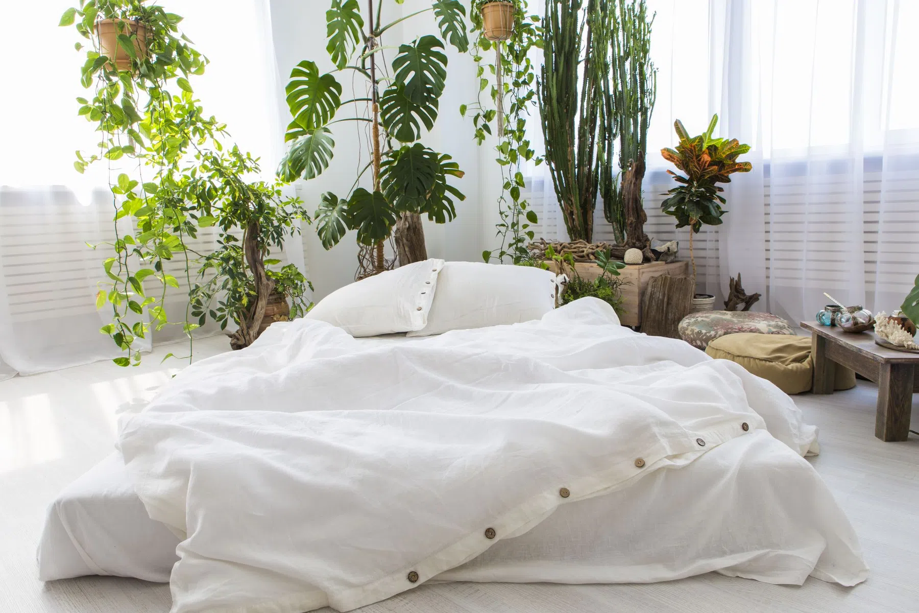 planten nachtrust