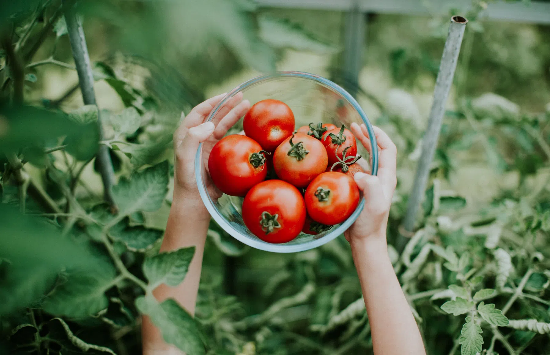 ode-tomaat-superfood-recepten.jpg