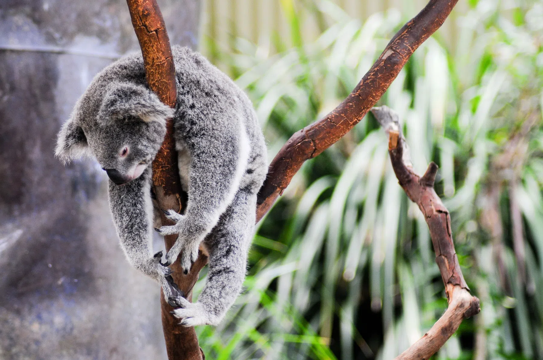 bosbranden-australie-2020.jpg