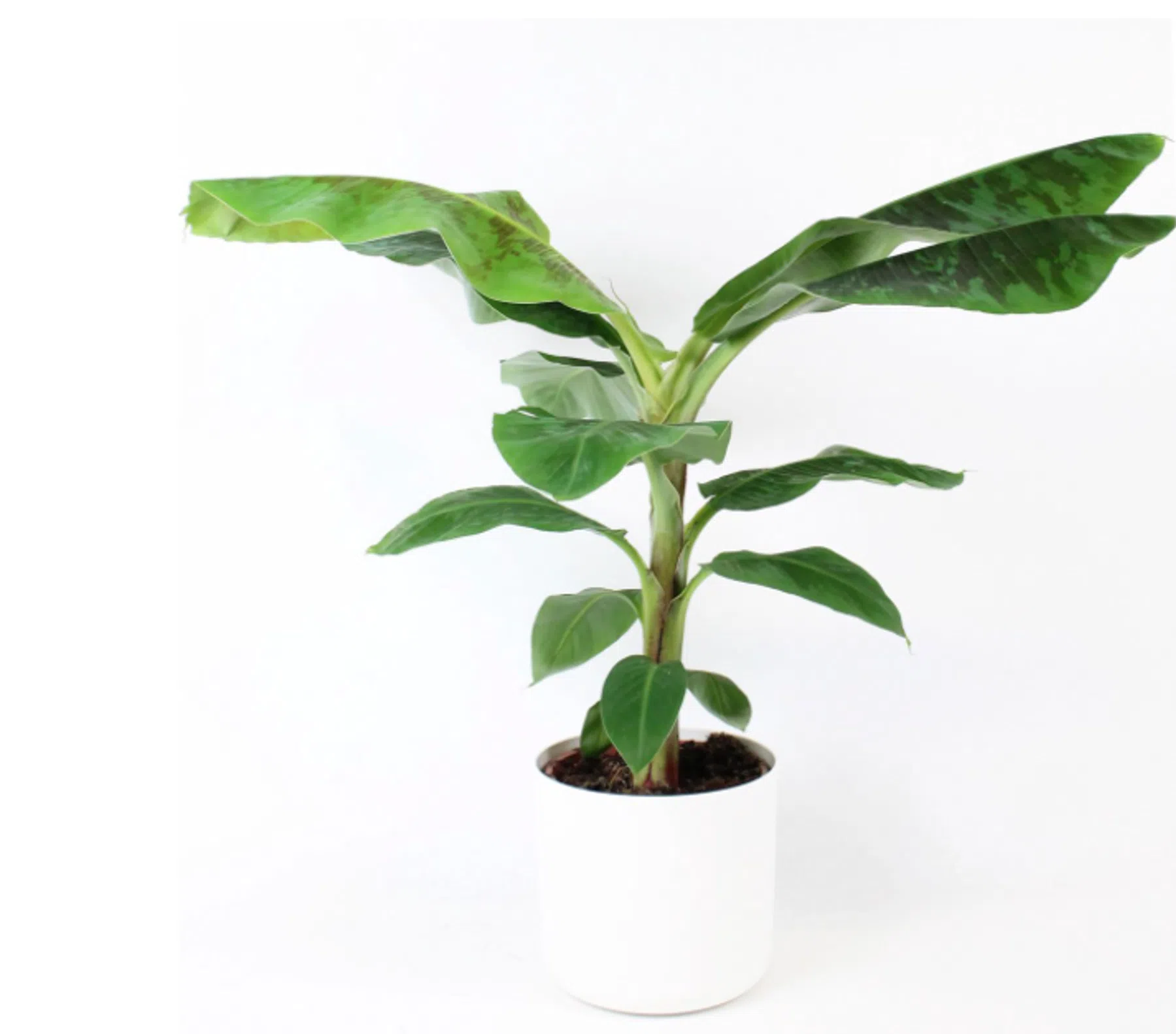 De mooiste planten voor in huis of om cadeau te geven