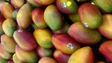 Thumbnail for article: Waarom postmenopausale vrouwen meer mango zouden moeten eten voor een gezond cholesterol en hart