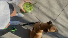 Thumbnail for article: Elke dag wandelen volgens de 6-6-6-wandelchallenge: doet het wat het belooft?