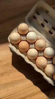 Thumbnail for article: Eiwitrijke diëten zijn overal, maar uit een overzicht van 350 studies blijkt dat minder eiwit eten juist kan bijdragen aan gezond ouder worden